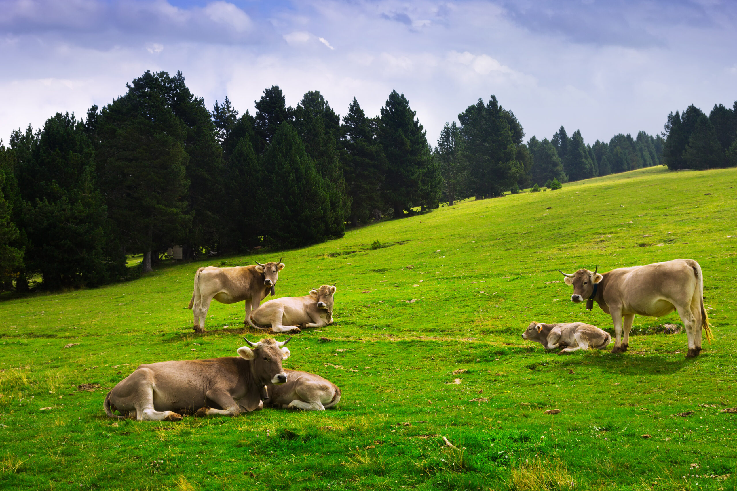 ΠΑΡΕΜΒΑΣΗ Π3-73-1.2 “ΒΕΛΤΙΩΣΗ ΠΡΟΣΒΑΣΗΣ ΣΕ ΓΕΩΡΓΙΚΗ ΓΗ ΚΑΙ ΚΤΗΝΟΤΡΟΦΙΚΕΣ ΕΚΜΕΤΑΛΕΥΣΕΙΣ
