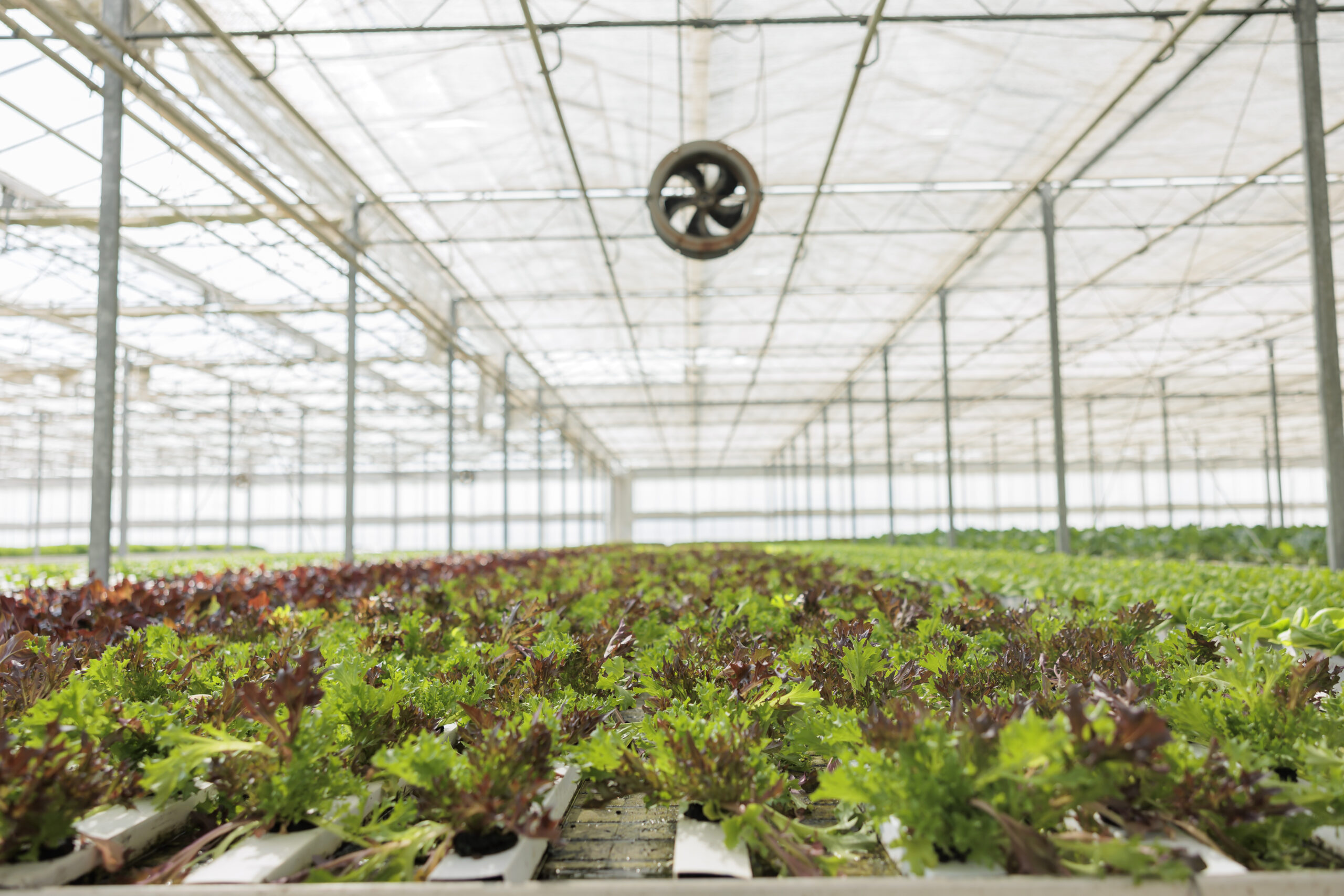 Παράταση έως τις 11 Νοεμβρίου έλαβε το πρόγραμμα ενίσχυσης θερμοκηπιακών εγκαταστάσεων